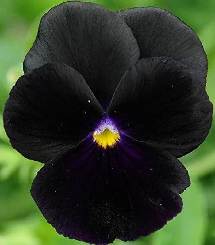 CYBEXIS Pansy Black Seeds - Viola x wittrockiana Seed  (1 g)