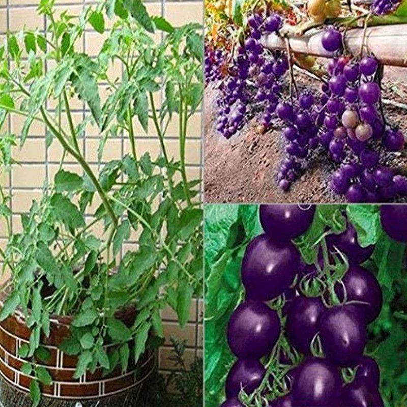VibeX Purple Cherry Tomato Seed  (200 per packet)