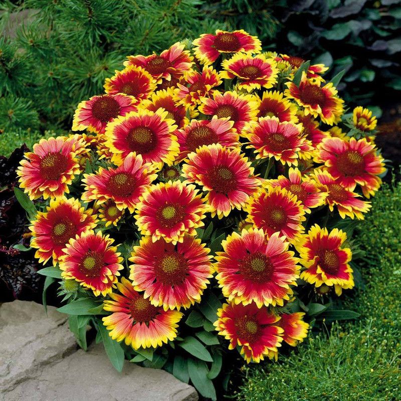 seedagro Gallardia Mixed Seed  (295 per packet)