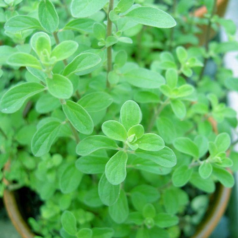 Mozette Marjoram Plant Seed  (41 per packet)