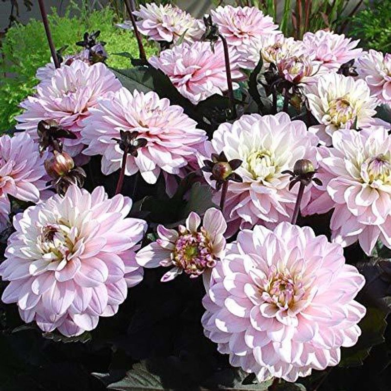 KANAYA Dahlia Mix Flower Seed  (95 per packet)