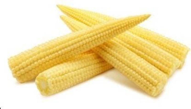 WILLVINE PAU-938 HYBRID BABY CORN/ BHUTTA SEEDS Seed  (500 per packet)