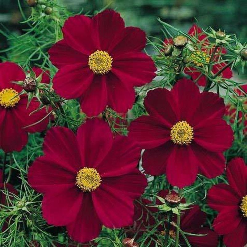 CYBEXIS Rare cosmos flower" Purple Red-White" Ornamental flower Seeds Seed  (25 per packet)