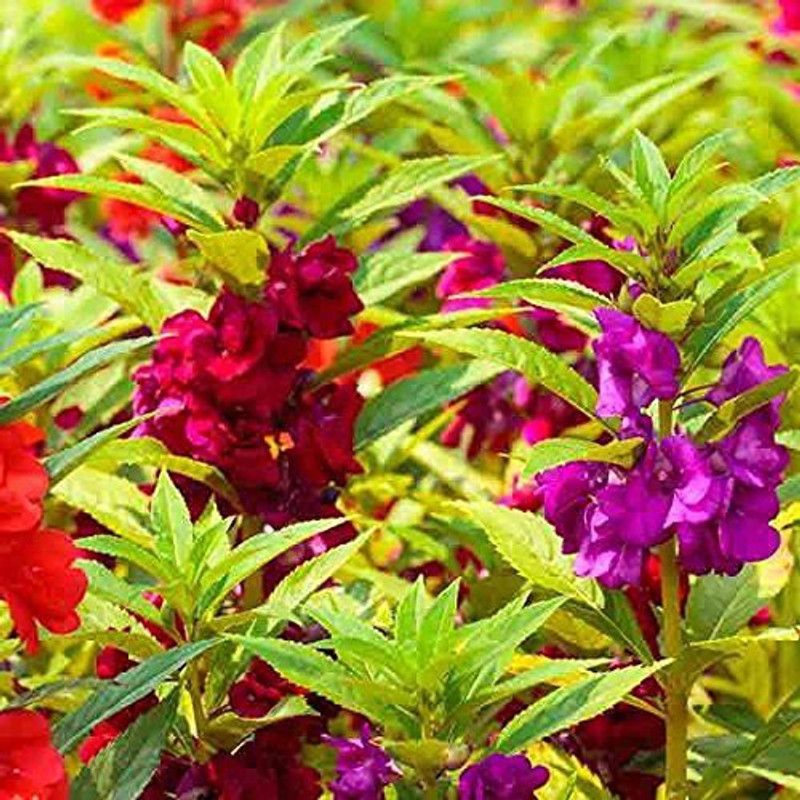 CYBEXIS Handpicked Balsam Flower seed Seed  (25 per packet)