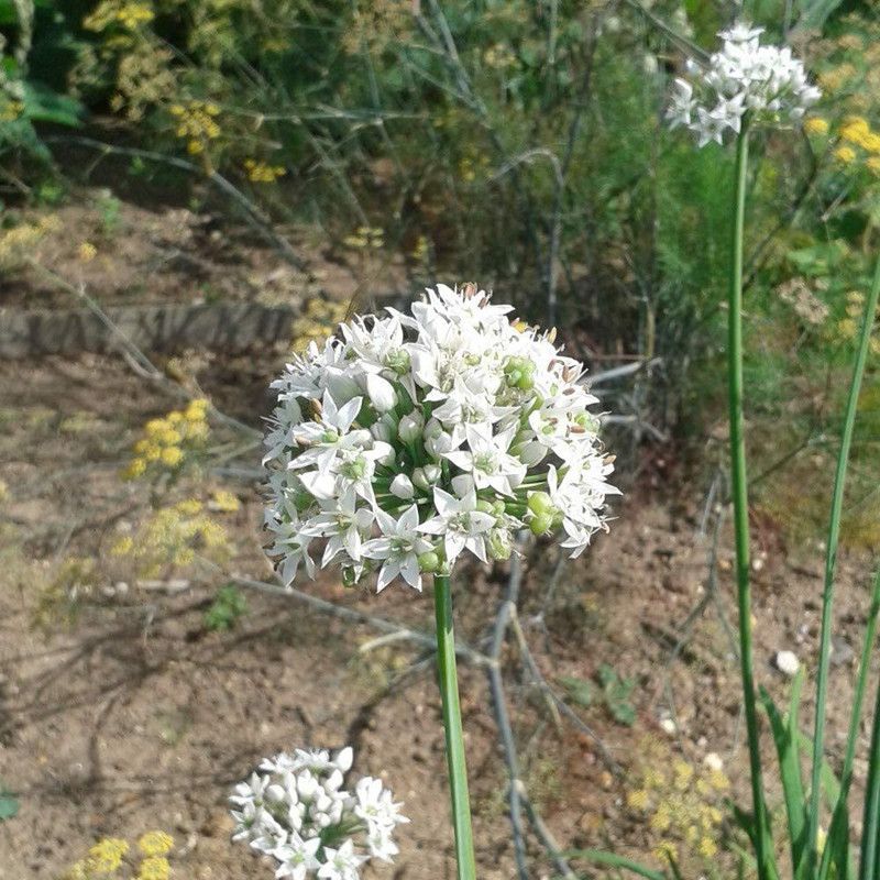 VibeX ® VMR-375 Garlic Asian Chinese Chives Seed  (500 per packet)