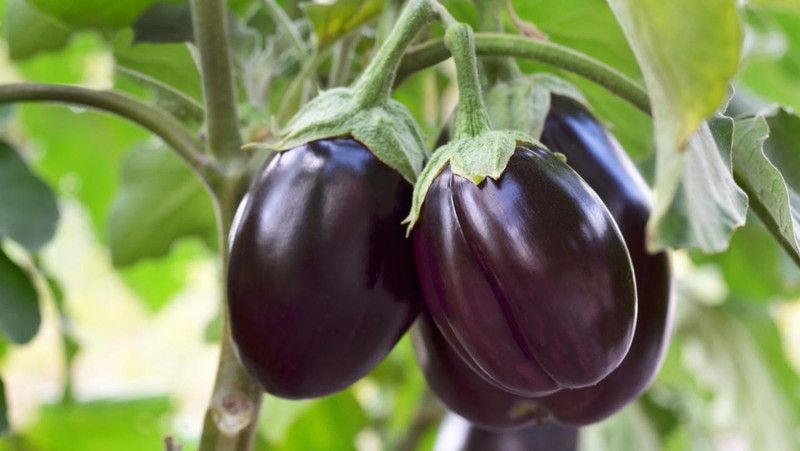 Nodoc Brinjal vegetable Seed  (45 per packet)