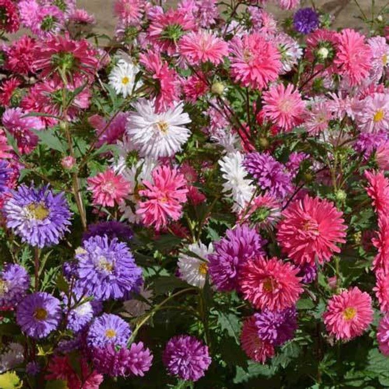 GREENZ Aster Mix Seed  (100 per packet)