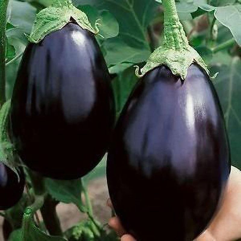KANAYA Brinjal Big Gajraj Seed  (75 per packet)