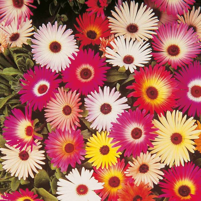 PMB Exotic daisy mix Seed  (27 per packet)