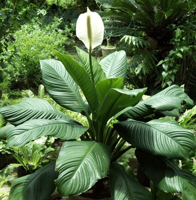 Roy's Fashoin Peace Lily Plant  (Hybrid, Pack of 1)