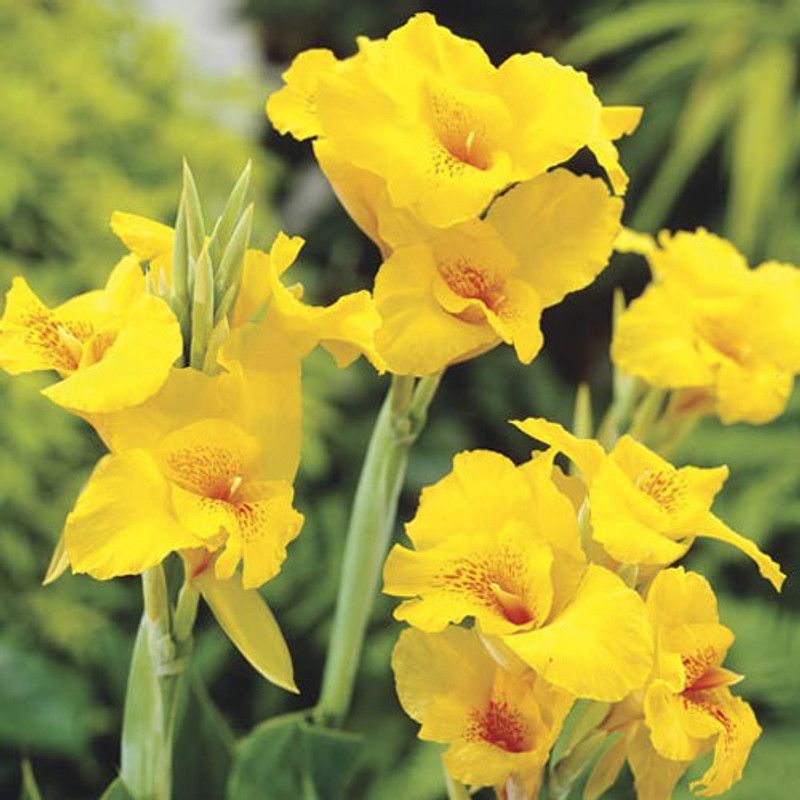 MiracleGarden Canna Lily Plant  (Hybrid, Pack of 1)