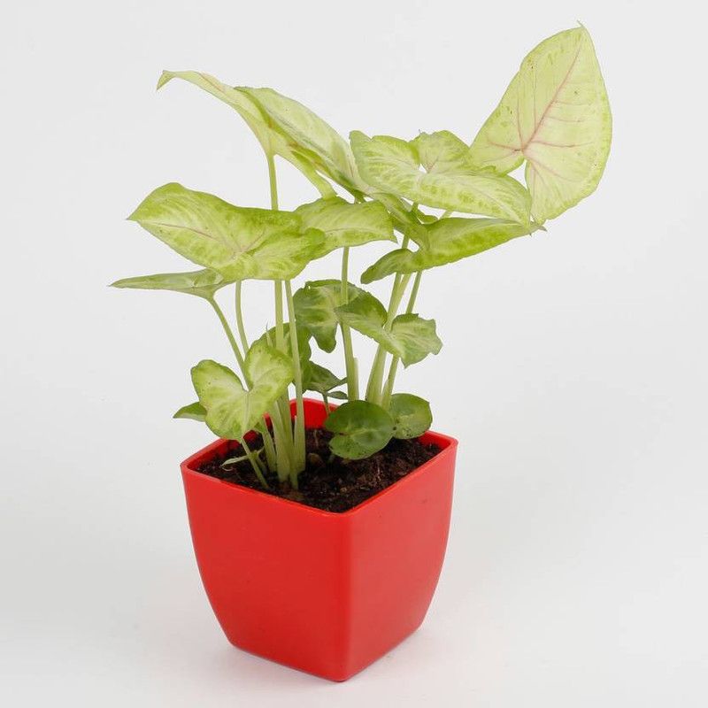 Nature House Syngonium Plant  (Pack of 1)