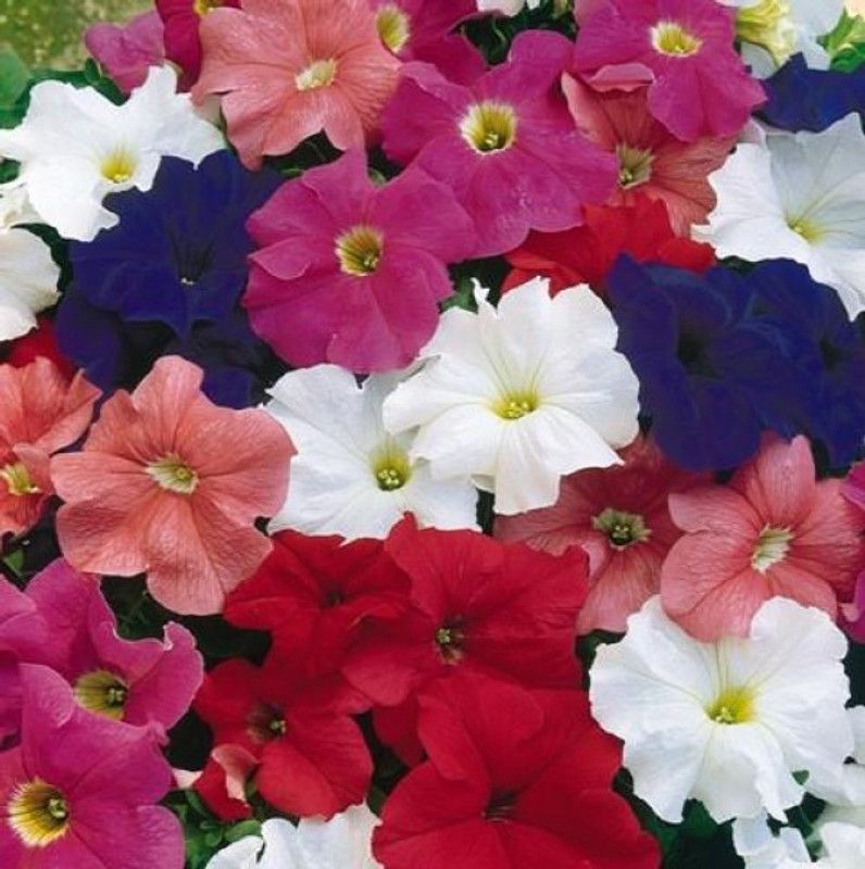 XOVO Exotic Petunia Mixed Flower Seed  (35 per packet)