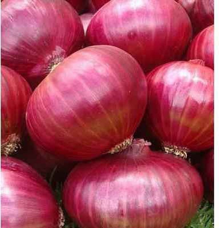XOLDA Organic Onion Plant Seed  (73 per packet)