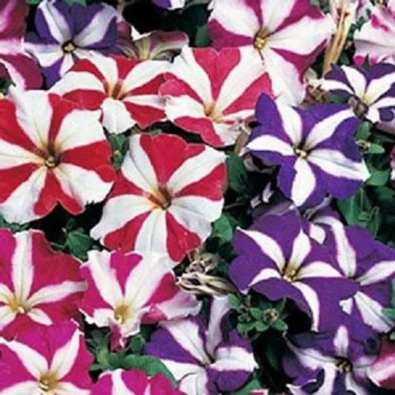 Paudha Petunia Ultra star Flower Seed  (46 per packet)