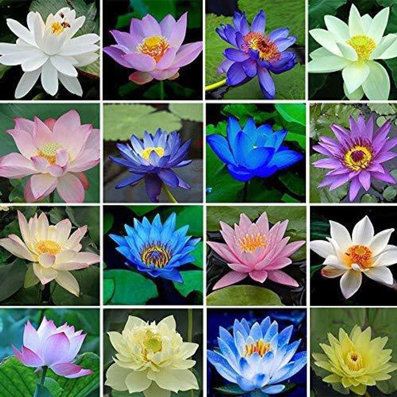 SeedsVille Mix Exotic Lotus Flower Seeds Pack, All Seasons Seed  (25 per packet)