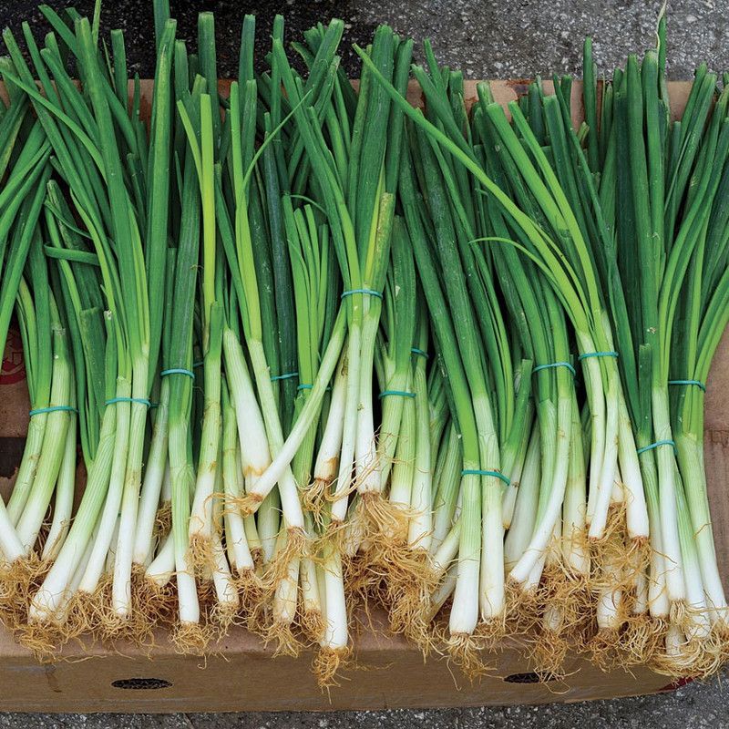 XOLDA Organic Bunching Onion Seed  (82 per packet)
