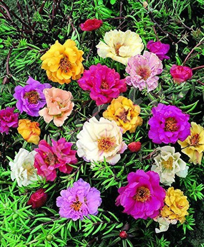 Paudha Exotic Portulaca Mix Seed  (58 per packet)