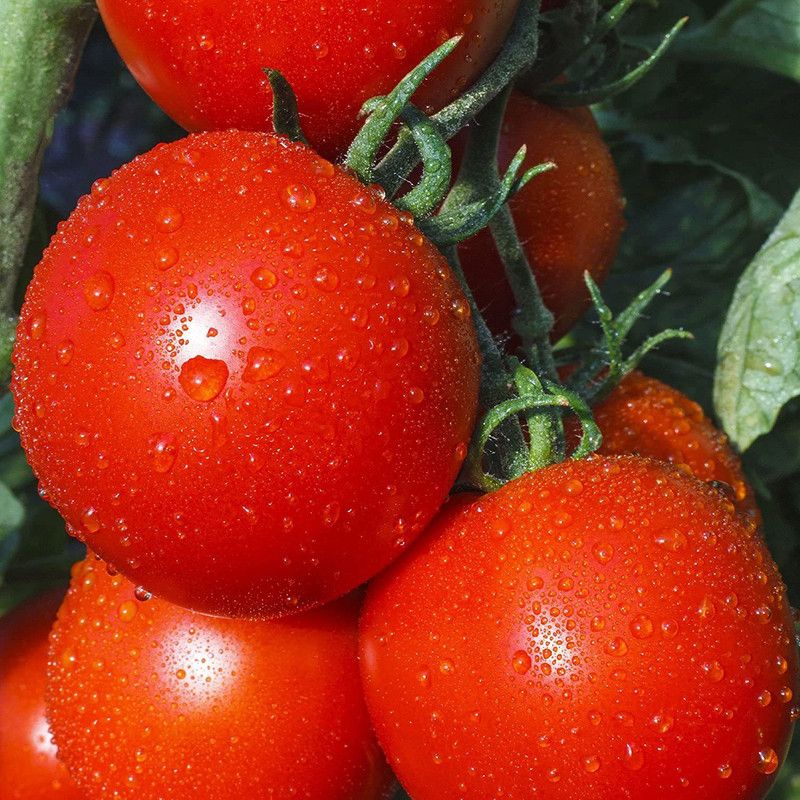 VibeX ® VLR-972 Tomato Seeds - New Yorker Seed  (200 per packet)