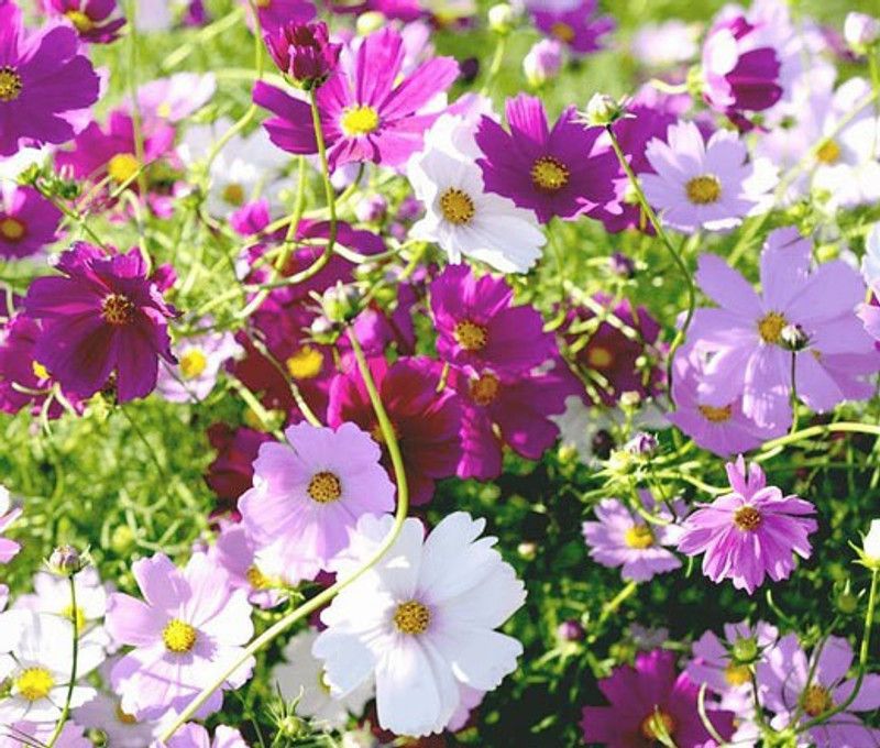 XOLDA Cosmos Mix Flower Seed  (20 per packet)