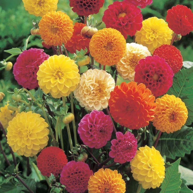 KANAYA Dahlia Double Figaro Mixed Hybrid Flower Seeds For Kitchen Gardening Seed  (40 per packet)