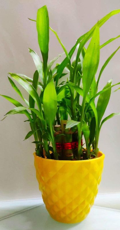GREEN-HOMES Two Layer Bamboo Plant  (Pack of 1)
