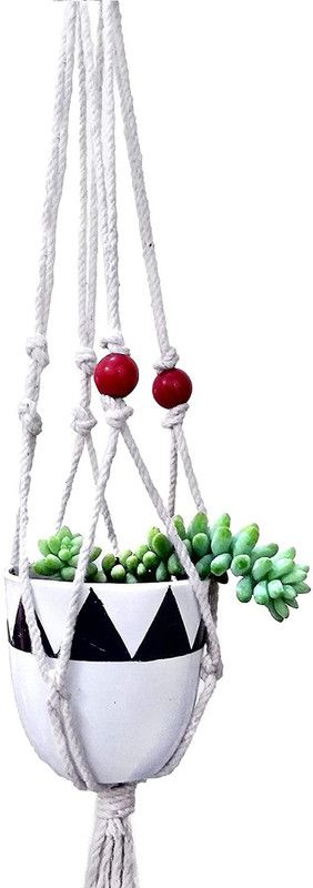 HILLMART Pansy Plant  (Pack of 1)