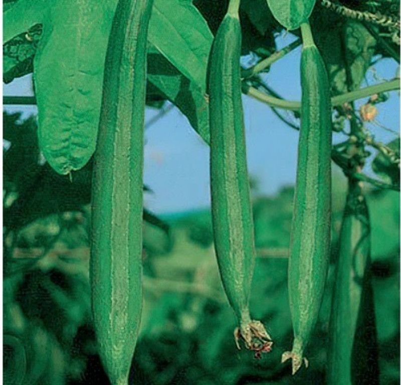 UGRA Dark Green Sponge Gourd Seed  (120 per packet)