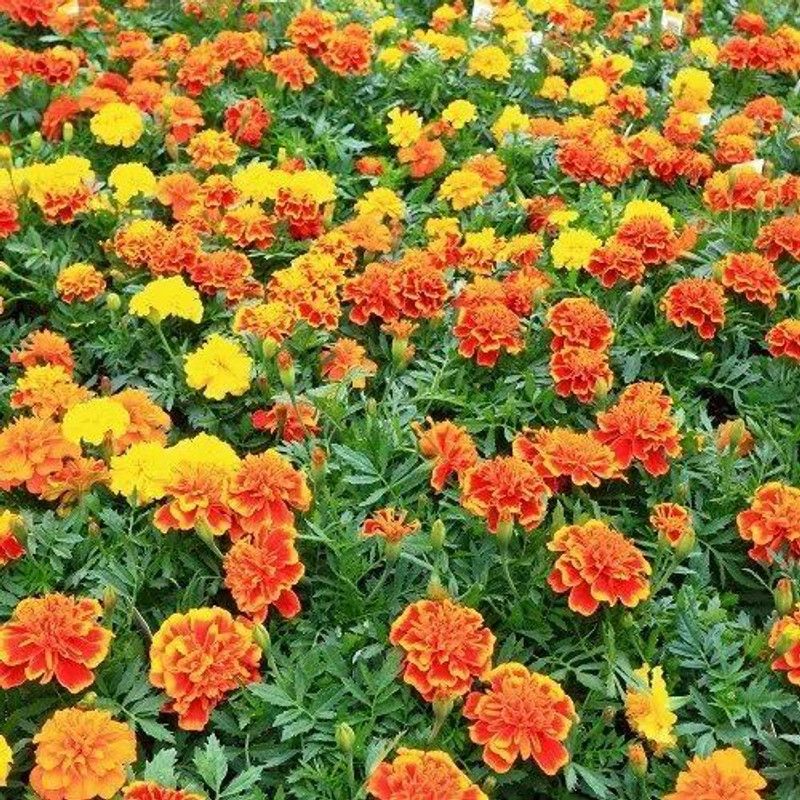 Mozette Exotic mix marigold Seed  (48 per packet)