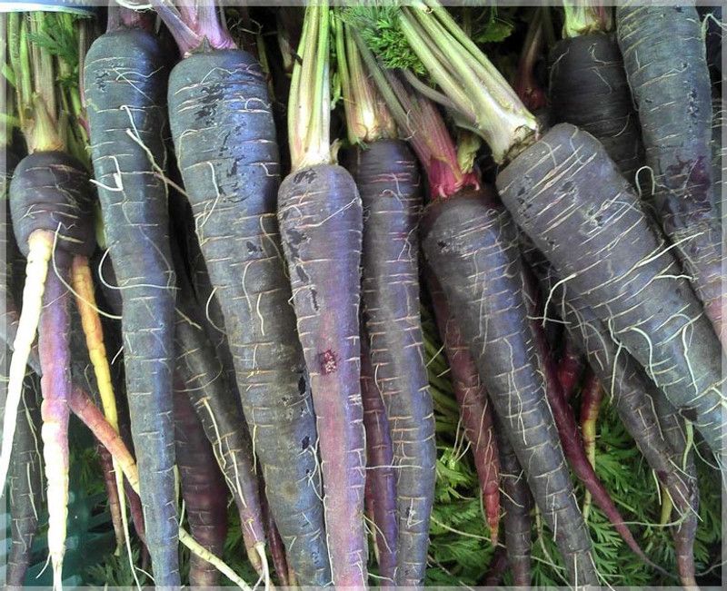 Mozette Hybrid Black Carrot Seed  (60 per packet)