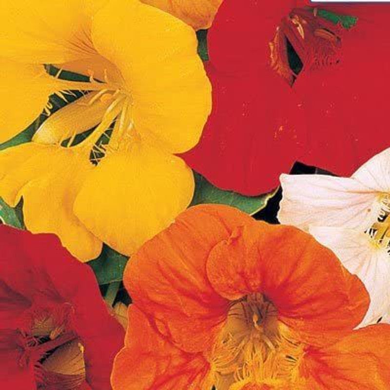 CYBEXIS Flower Seeds - Nasturtium (Tall) Seed  (1 g)