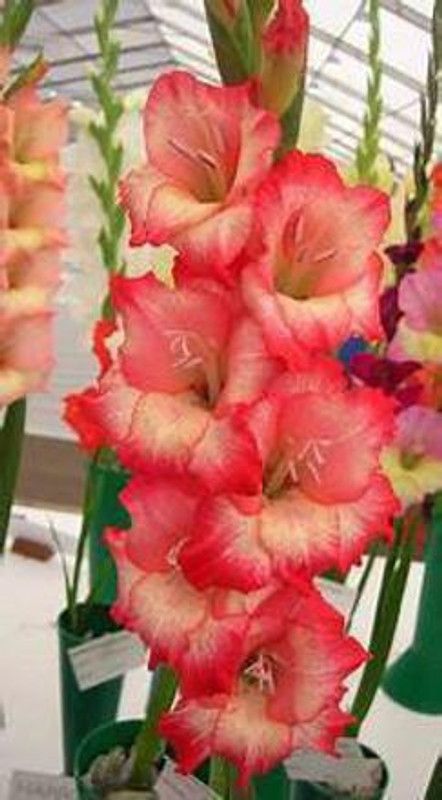 PlantsMart Gladiolus/Sword Lily Plant  (Hybrid, Pack of 1)