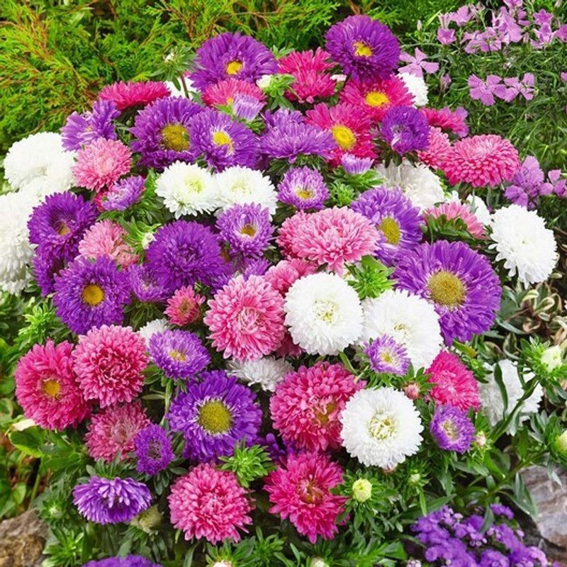 NooElec Seeds India Aster Flower F1 Seeds (Dwarf) - Colour Carpet Mix - 30 Seeds, Hybrid Seed  (30 per packet)