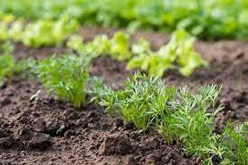 KANAYA Carrot / Gajar Seed  (600 per packet)