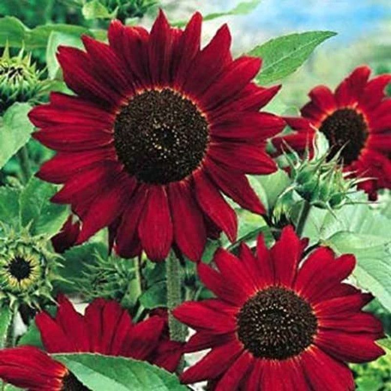 KANAYA Sunflower Flower Tall Sungold GMO-Free Seed  (10 per packet)