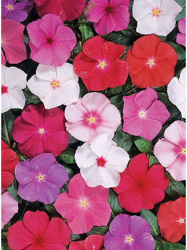 Nodoc Exotic vinca Seed  (28 per packet)
