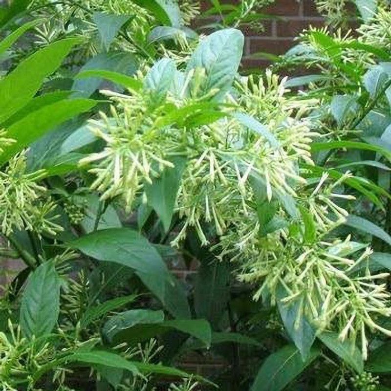 Dream mall Jasmine Plant  (Hybrid, Pack of 1)