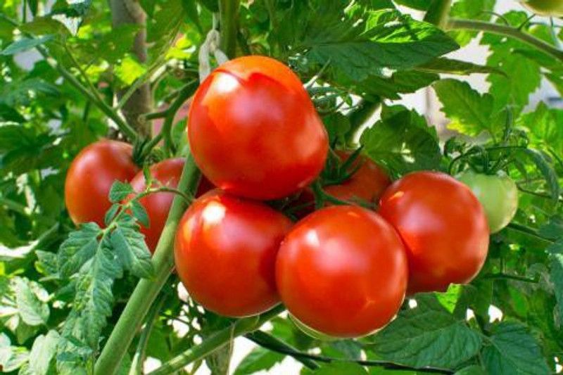 Paudha Tomato plant Seed  (41 per packet)