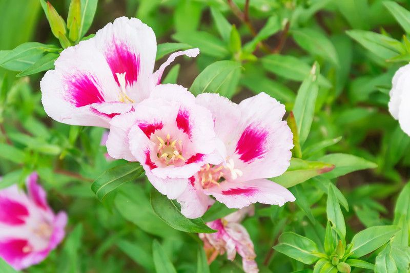 SaaHeli Clarkia Seed  (165 per packet)