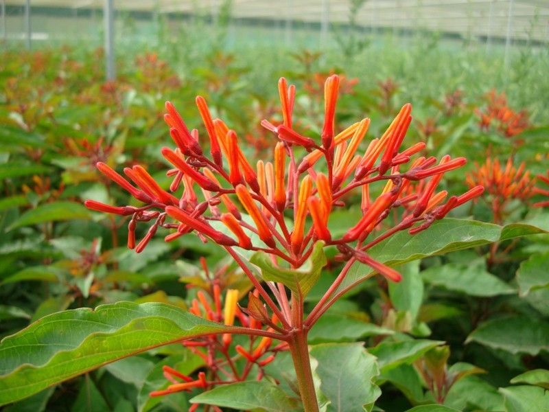 The Entacloo Hamelia Plant  (Pack of 1)