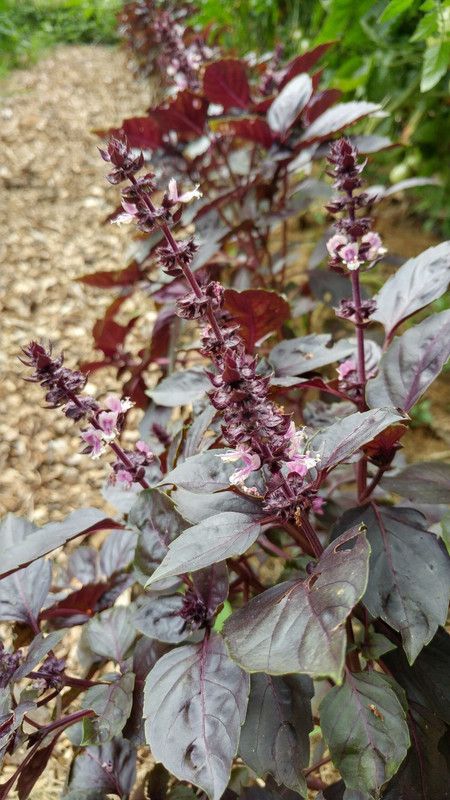 ONUS Basil Dark Purple Opal Seed  (250 per packet)