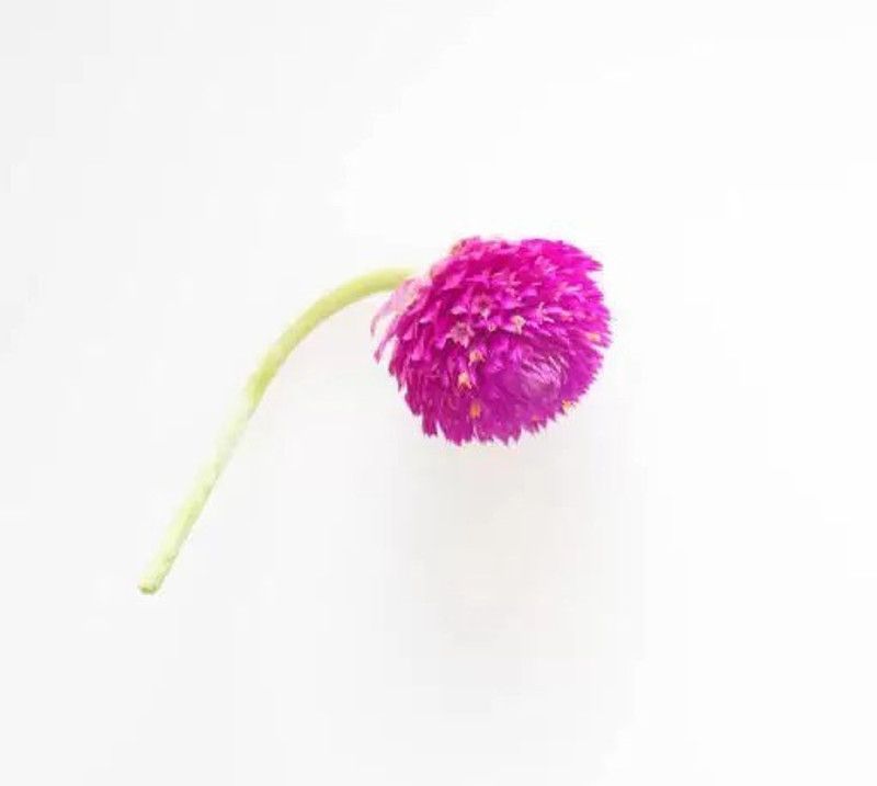 Aro Gomphrena Seed  (20 per packet)