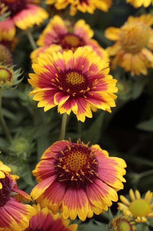 WATIKA Gaillardia – Mesa Bicolor Blanket Flower Seed  (60 per packet)