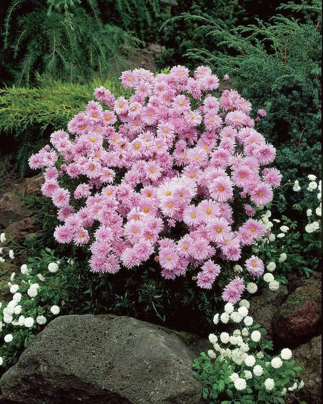 CYBEXIS Aster Novi-belgii Fellowship - Michaelmas Daisy Seed  (1 g)