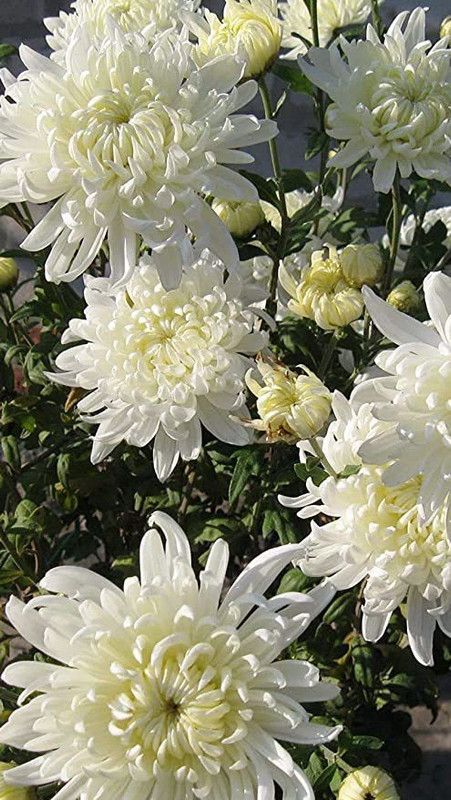 Mozette Chrysanthemum White Flower Seed  (47 per packet)