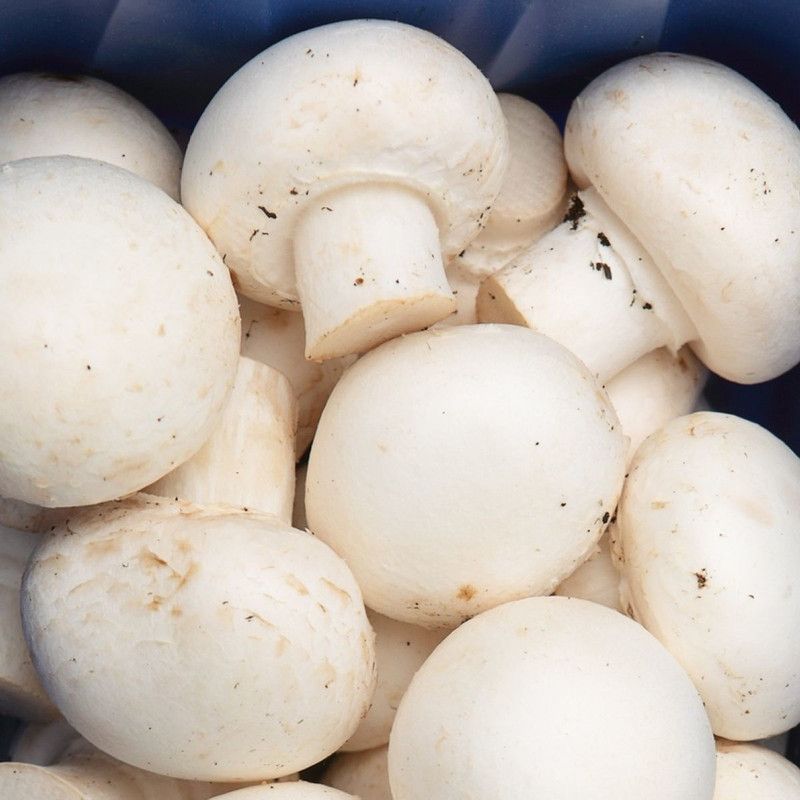 PLANTZON Mushroom Hybrid Seed  (50 per packet)