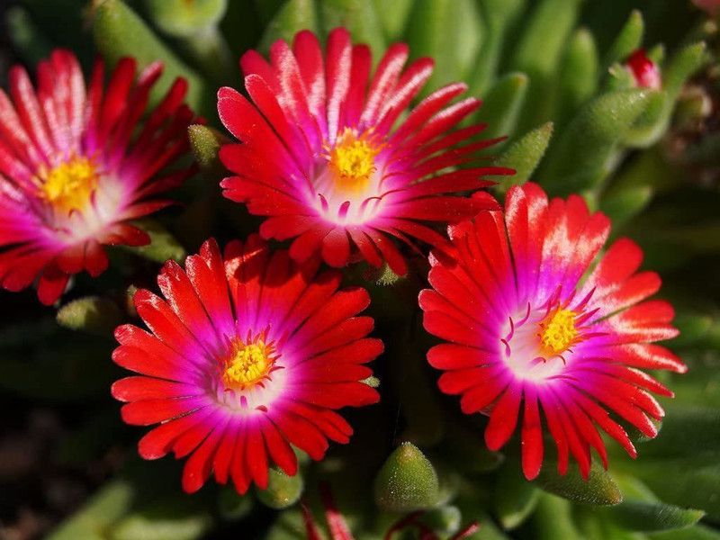 CYBEXIS Carmine RED Flower Seeds/ICE Plant Seed  (50 per packet)