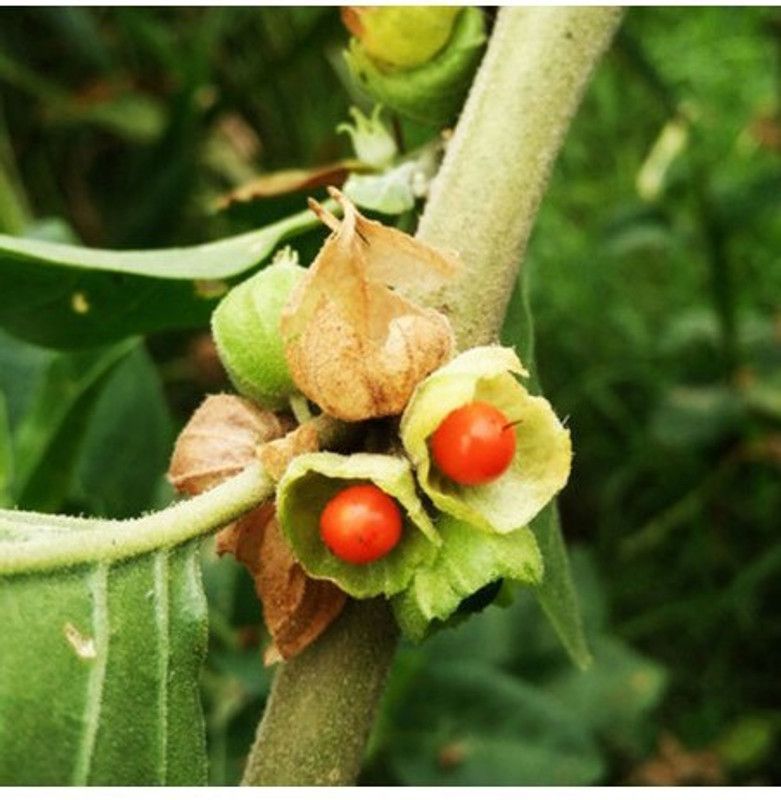 XOLDA Organic Ashwagandha Herb Seed  (20 per packet)
