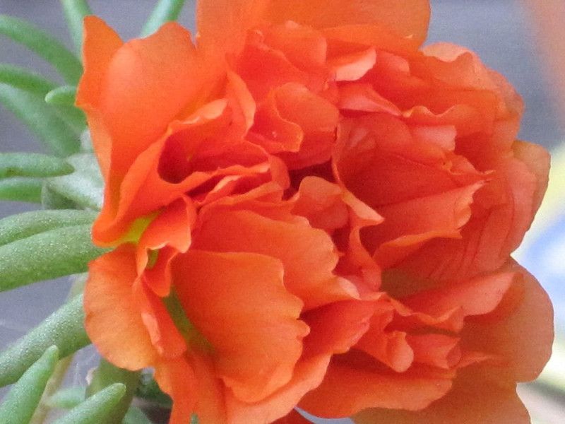 CYBEXIS Portulaca Moss Rose Orange seeds Seed  (50 per packet)