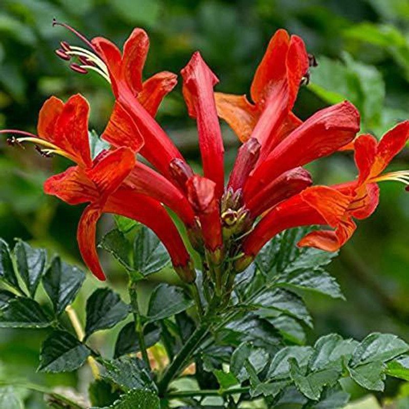 Platone Tecoma Plant  (Hybrid, Pack of 1)